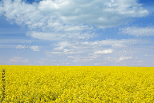 canola