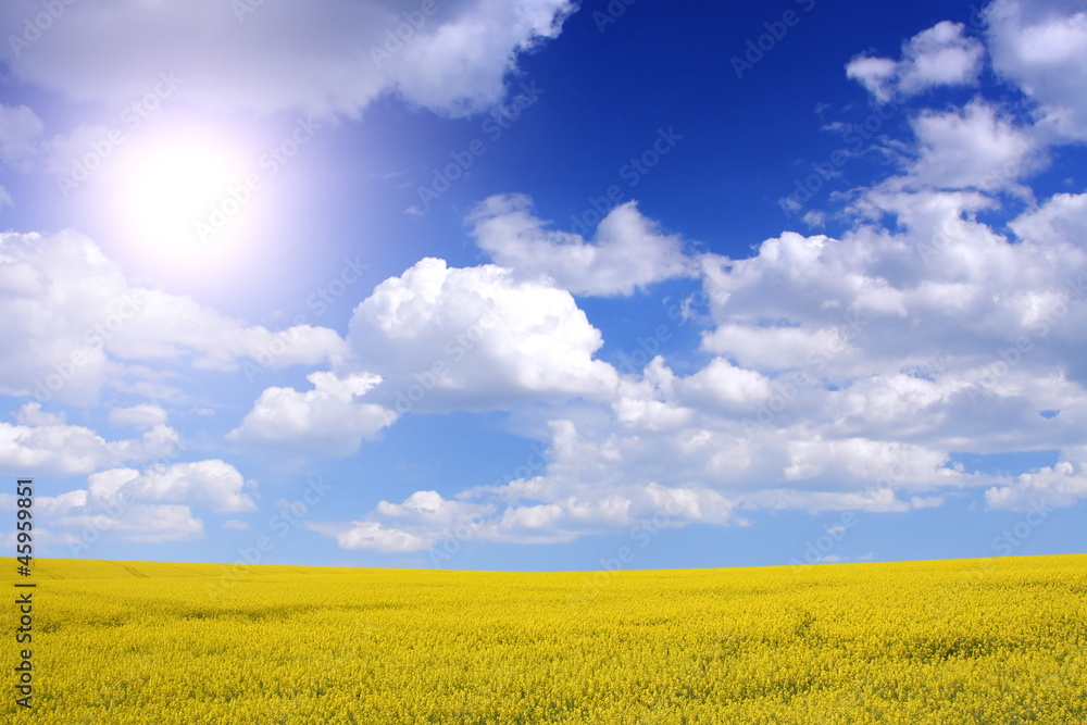 Obraz premium canola