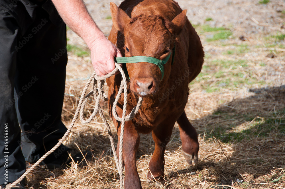 Obraz premium Young calf being taught to lead by farmer