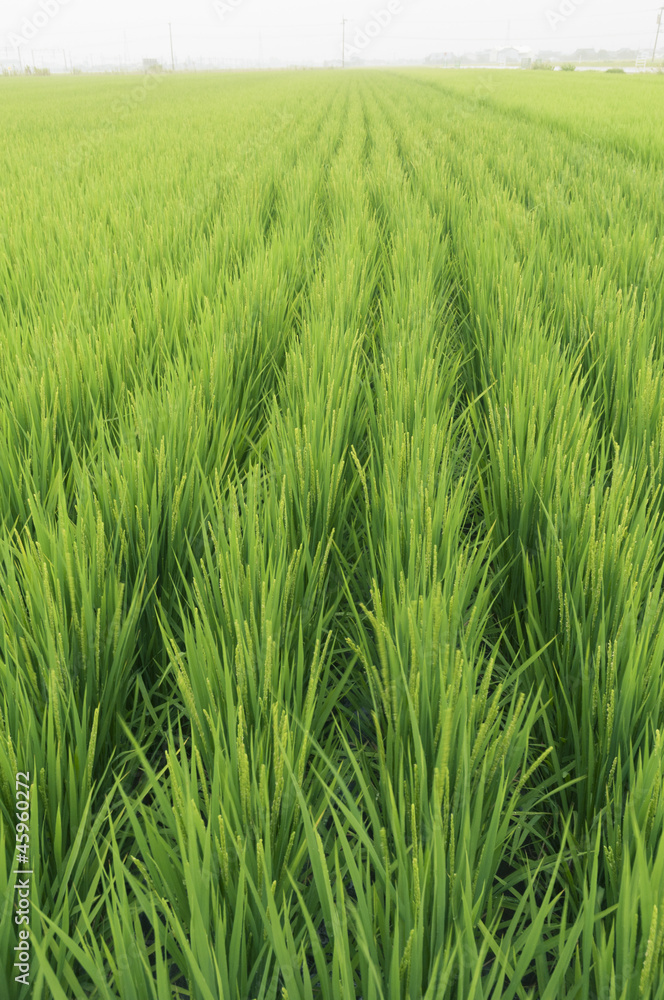 rice field