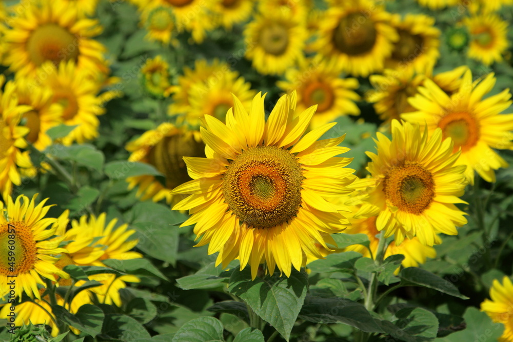 Sunflowers Sunflowers