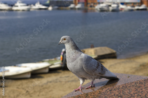 Lonely pigeon