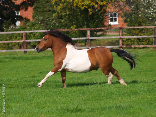 Cantering Pony