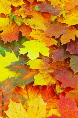 Herbstlicher Blätterteppich