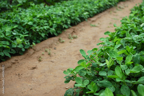 Peanut field