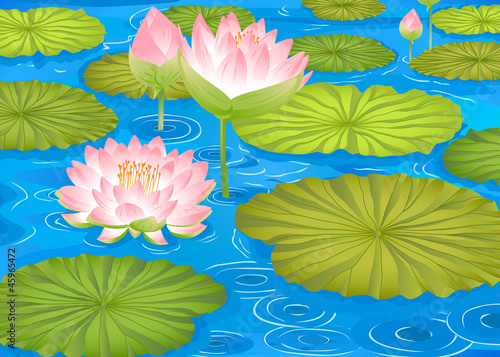 lotus flowers in pond