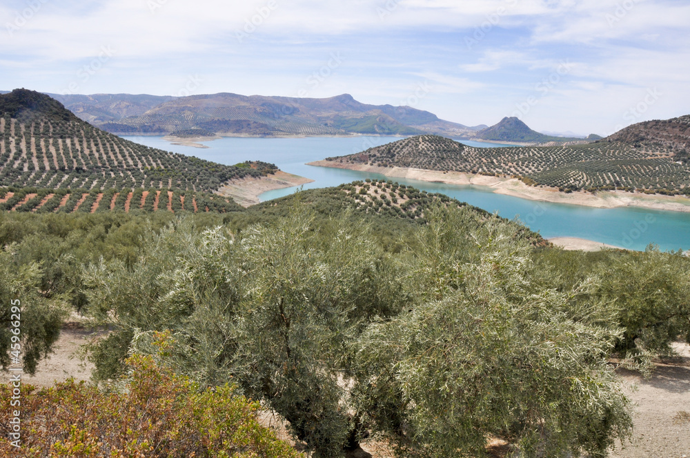 Plantation of olive trees, Andalusia (Spain) Plantation of olive trees, Andalusia (Spain)