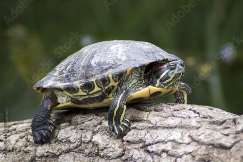 Trachemys scripta elegans