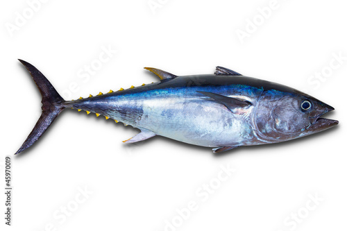 Bluefin tuna really fresh isolated on white
