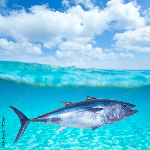 Bluefin tuna Thunnus thynnus underwater © lunamarina