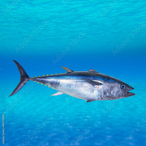 Bluefin tuna Thunnus thynnus underwater