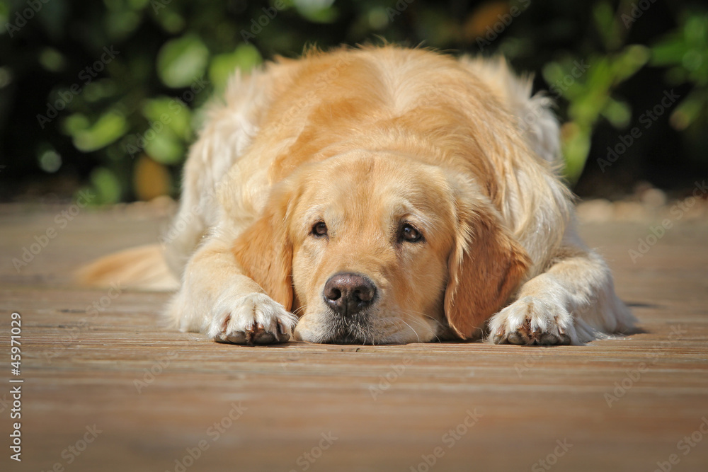 Golden Retriever Golden Retriever