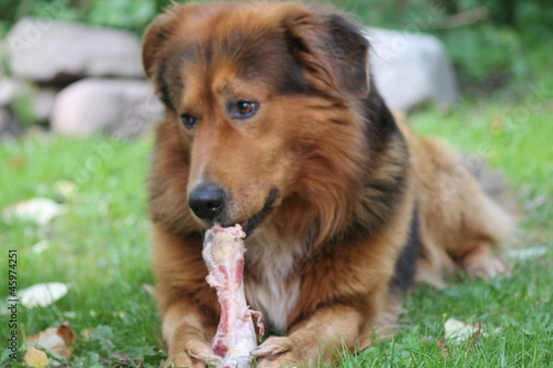 Berner Sennenhund kaut auf der Wiese glücklich an einem Schinken-Knochen