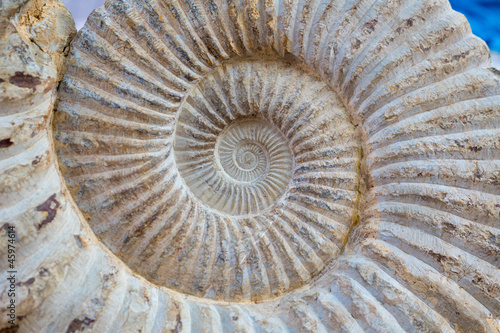 Ancient snail spiral fossil detail