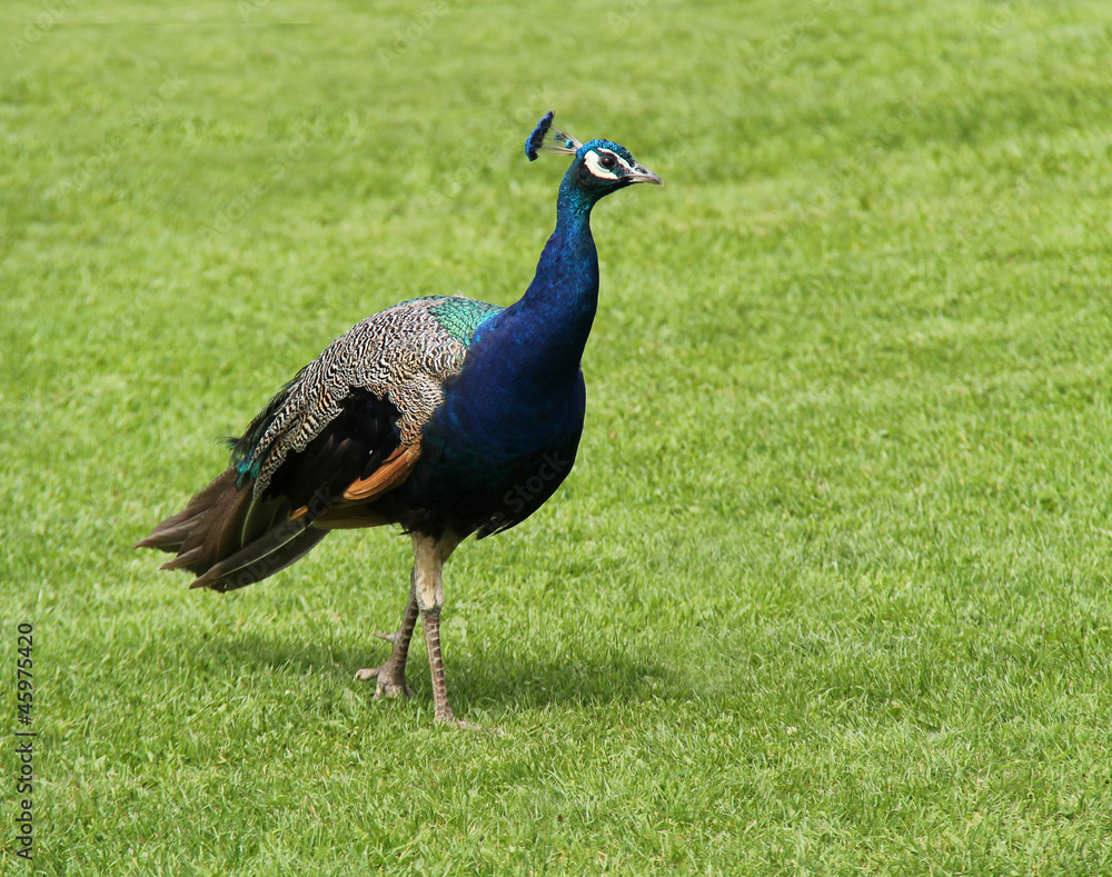 Obraz premium A Beautiful Peacock Bird Walking on a Grass Lawn.
