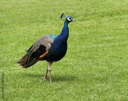 A Beautiful Peacock Bird Walking on a Grass Lawn.