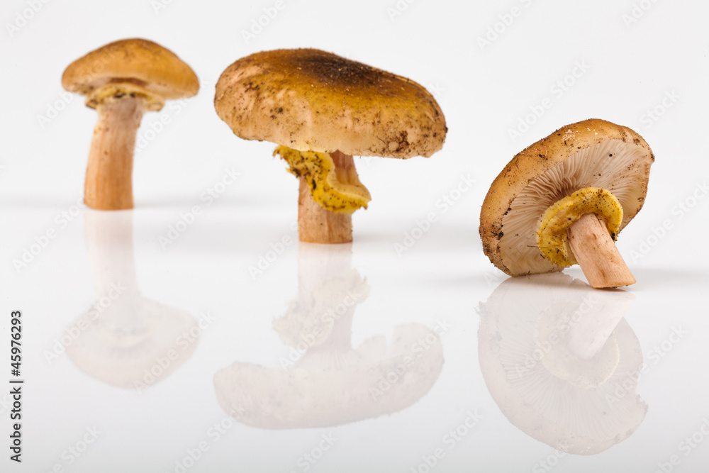 Fototapeta premium Funghi Chiodini con Riflesso