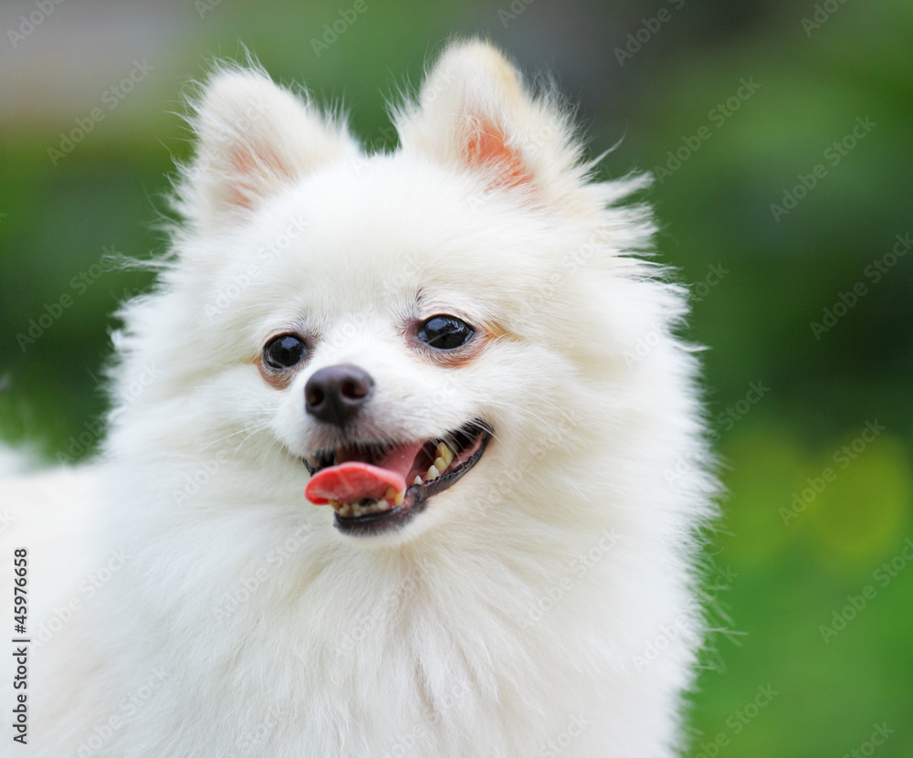 white Pomeranian dog