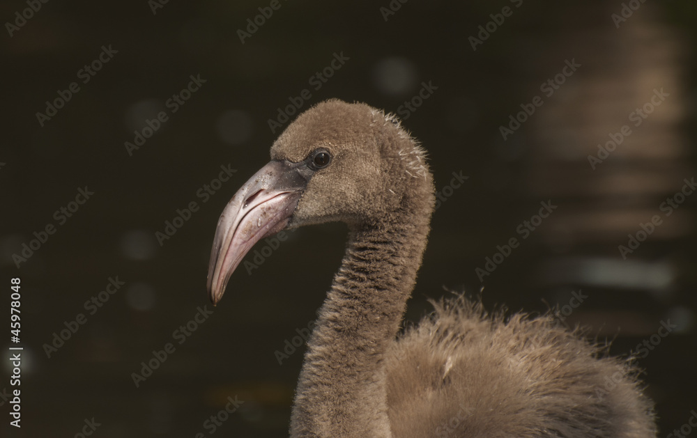 Fototapeta premium Portrait of flamingo