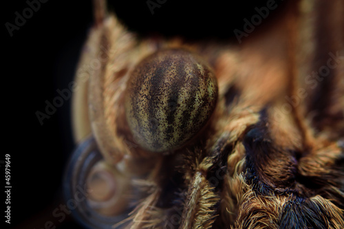 Closeup butterfly, striped eyes, curled proboscis