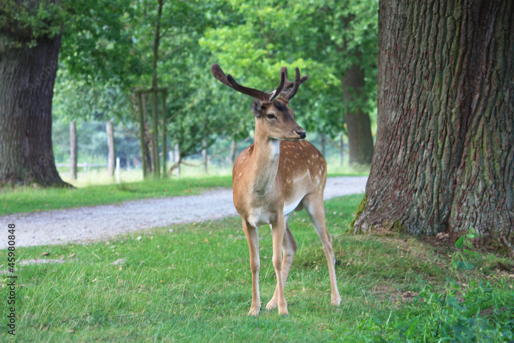Fototapeta premium Hirsch - Deer