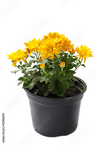 Bunch of bright yellow flowers in black pot solated on white ba
