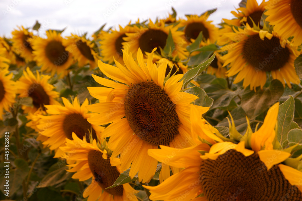 Fototapeta premium field of sunflowers