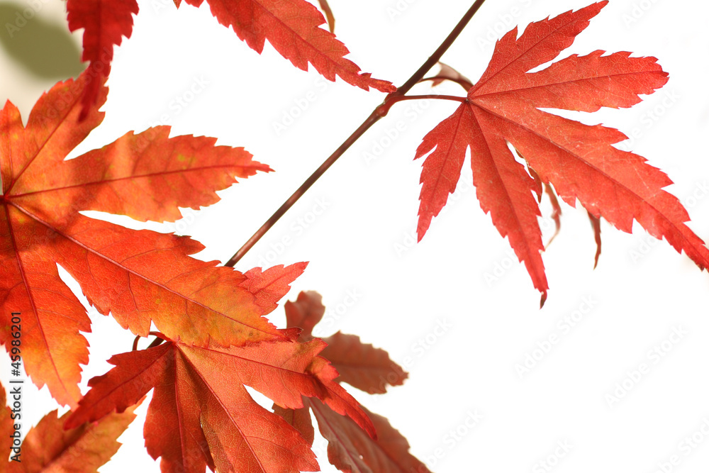 Beautiful red japanes maple against white background Beautiful red japanes maple against white background