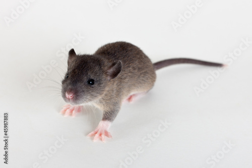 curious infant rat