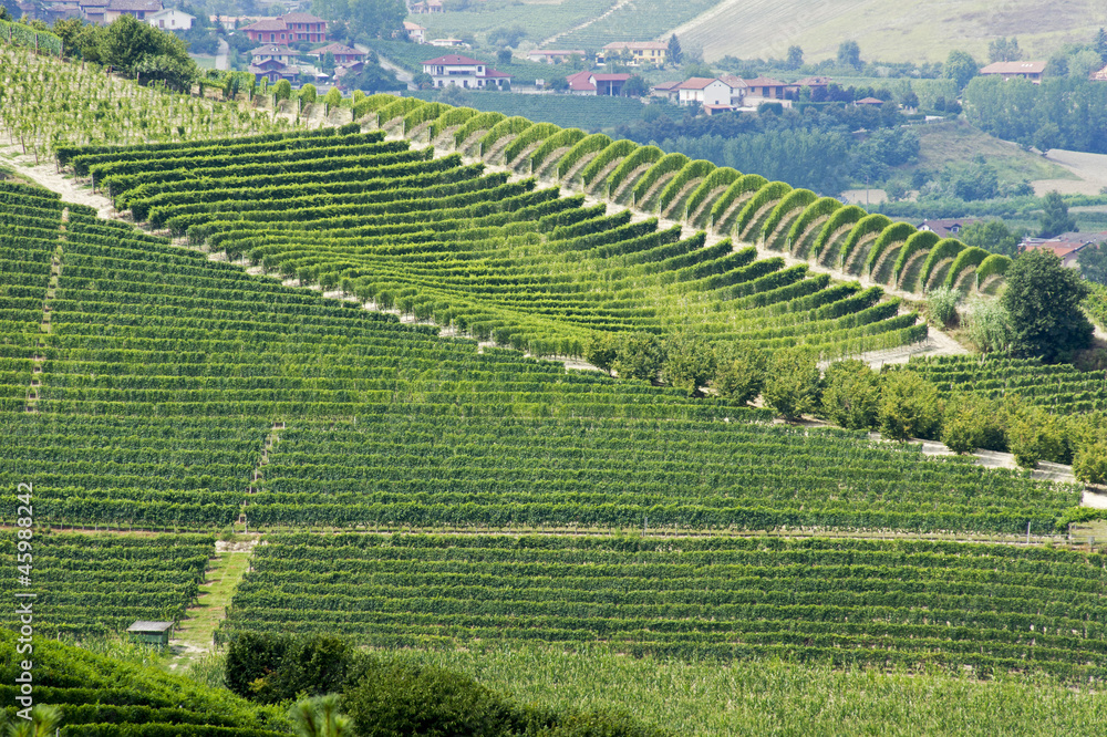 Hills with vineyards in Italy