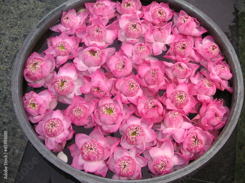 蓮の花