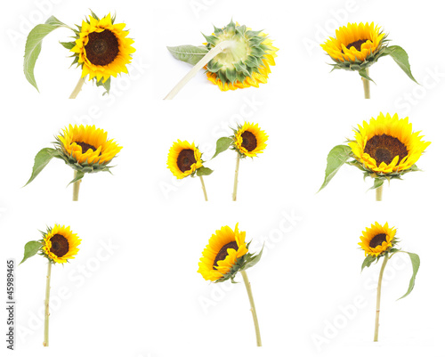 Fototapeta Naklejka Na Ścianę i Meble -  set of sunflower isolated