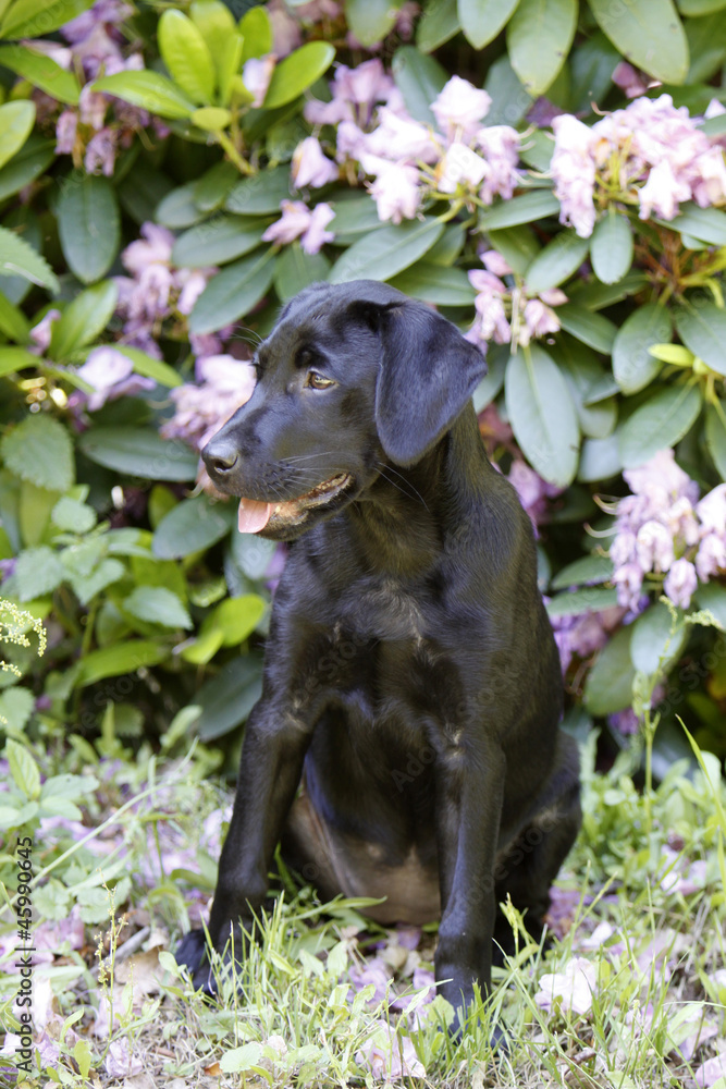 Schwarzer Labrador Retriever Welpe Schwarzer Labrador Retriever Welpe
