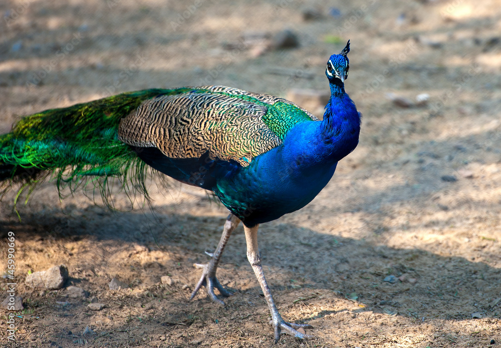 Fototapeta premium Peacock