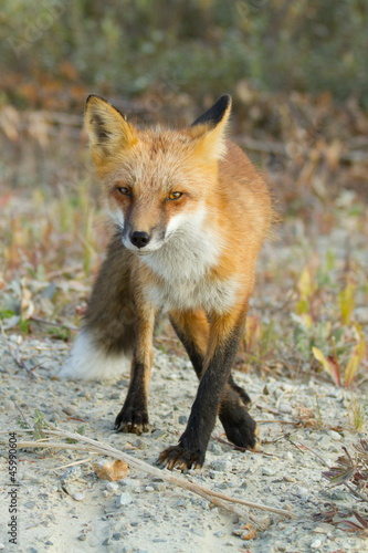 red fox - Alaska