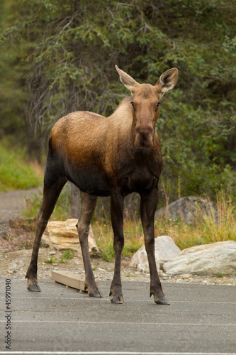 Moose in Denali National Park - Alaska