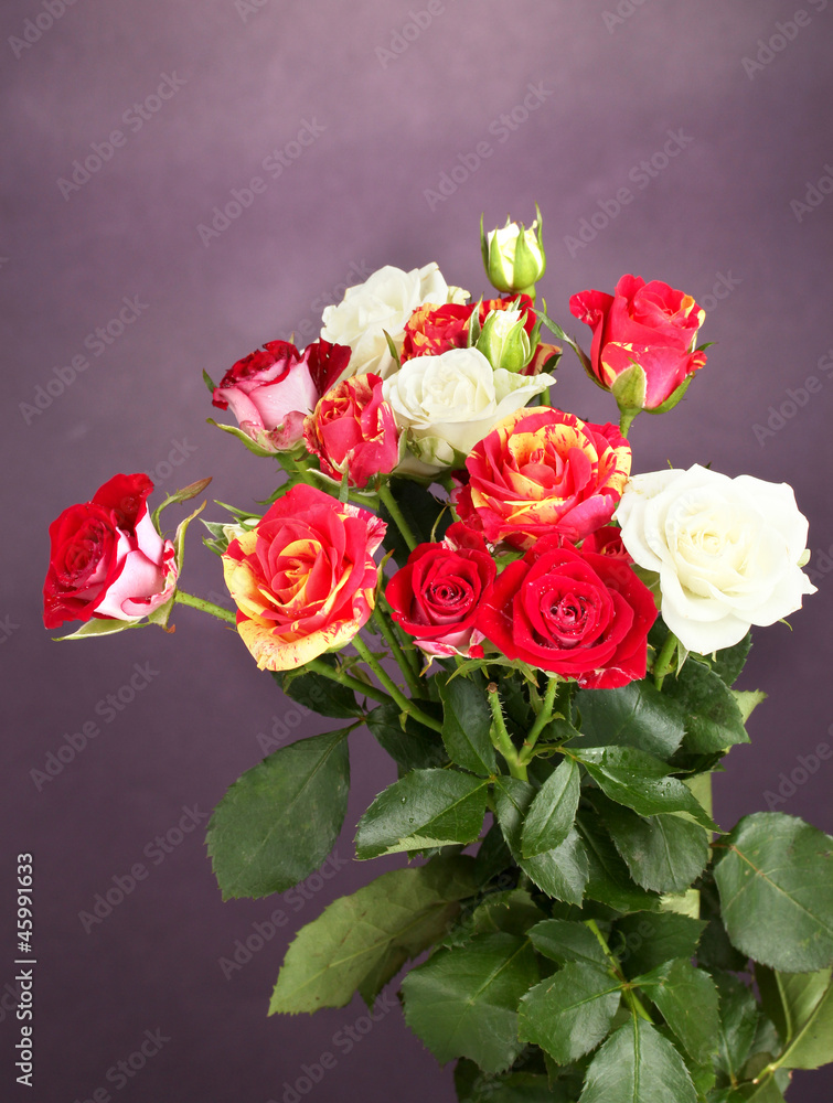 Bouquet of beautiful roses on purple background close-up Bouquet of beautiful roses on purple background close-up