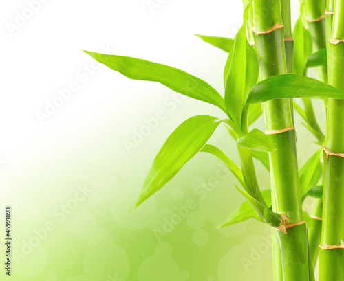 Bamboo background with copy space