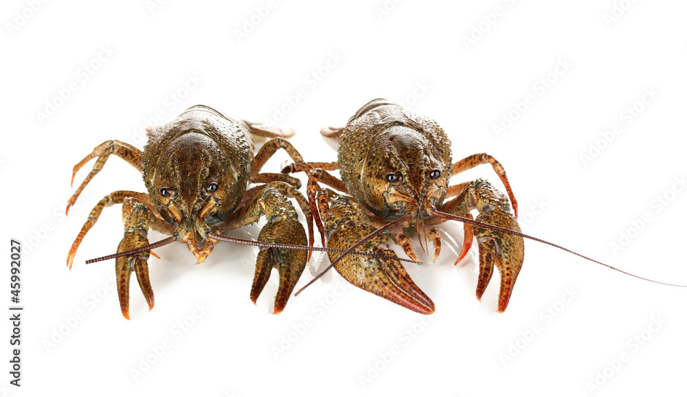 Alive crayfishes isolated on white close-up Alive crayfishes isolated on white close-up