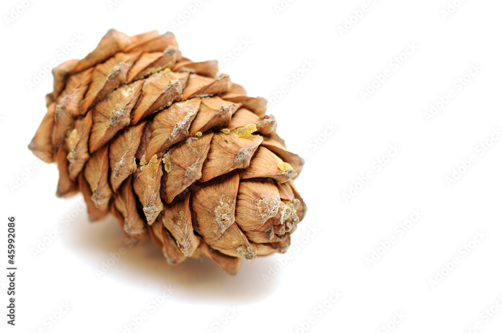Cedar pine cone Cedar pine cone