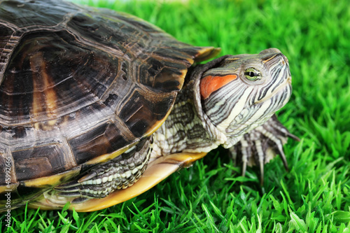 red ear turtle on grass