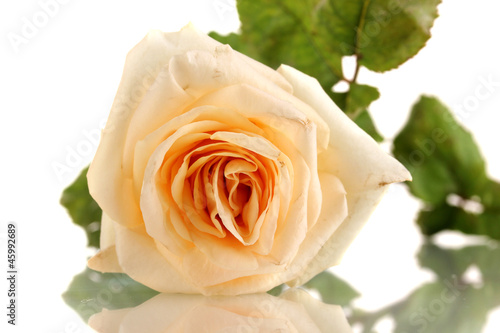 Beautiful cream rose isolated on white