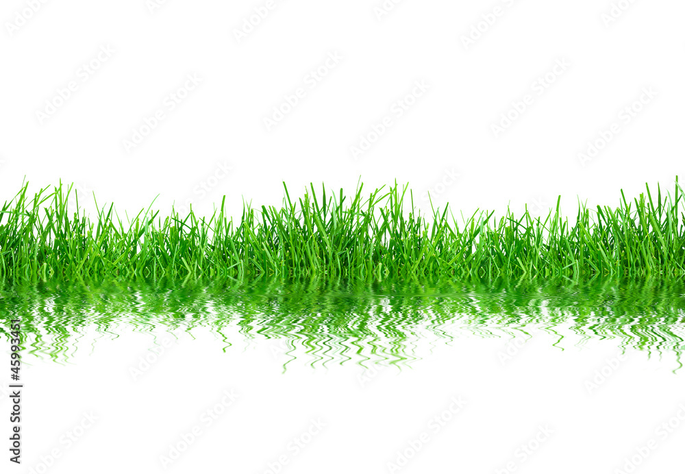 green grass isolation on the white backgrounds green grass isolation on the white backgrounds