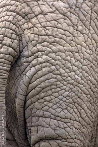 Closeup of an elephant skin