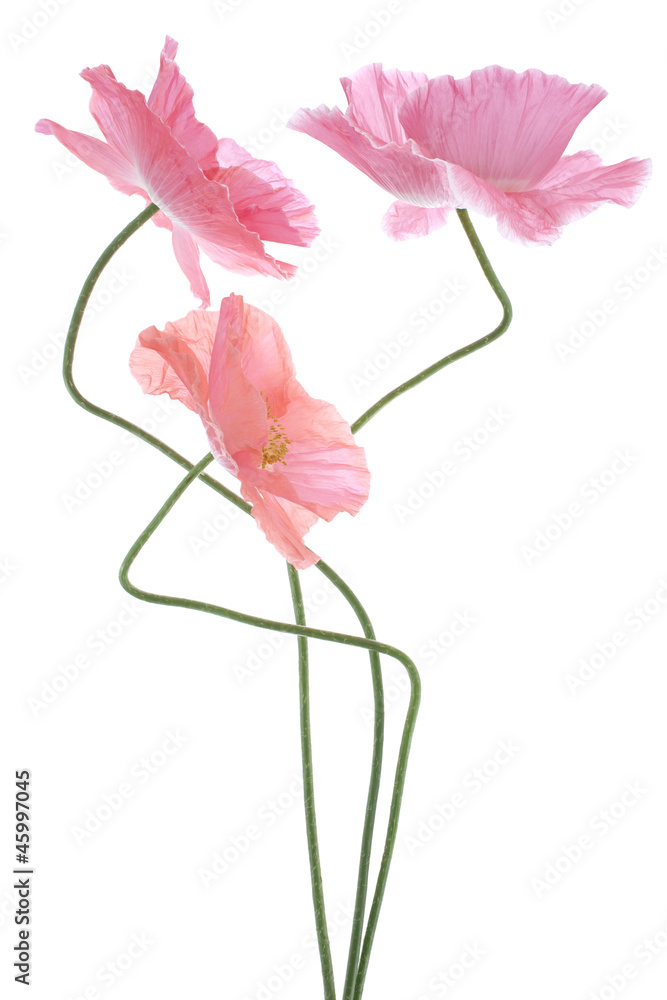 Fototapeta premium poppy