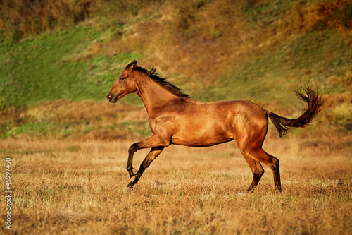 Young bay horse runs gallop on the field