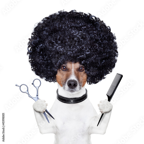 hairdresser  scissors comb dog © Javier brosch