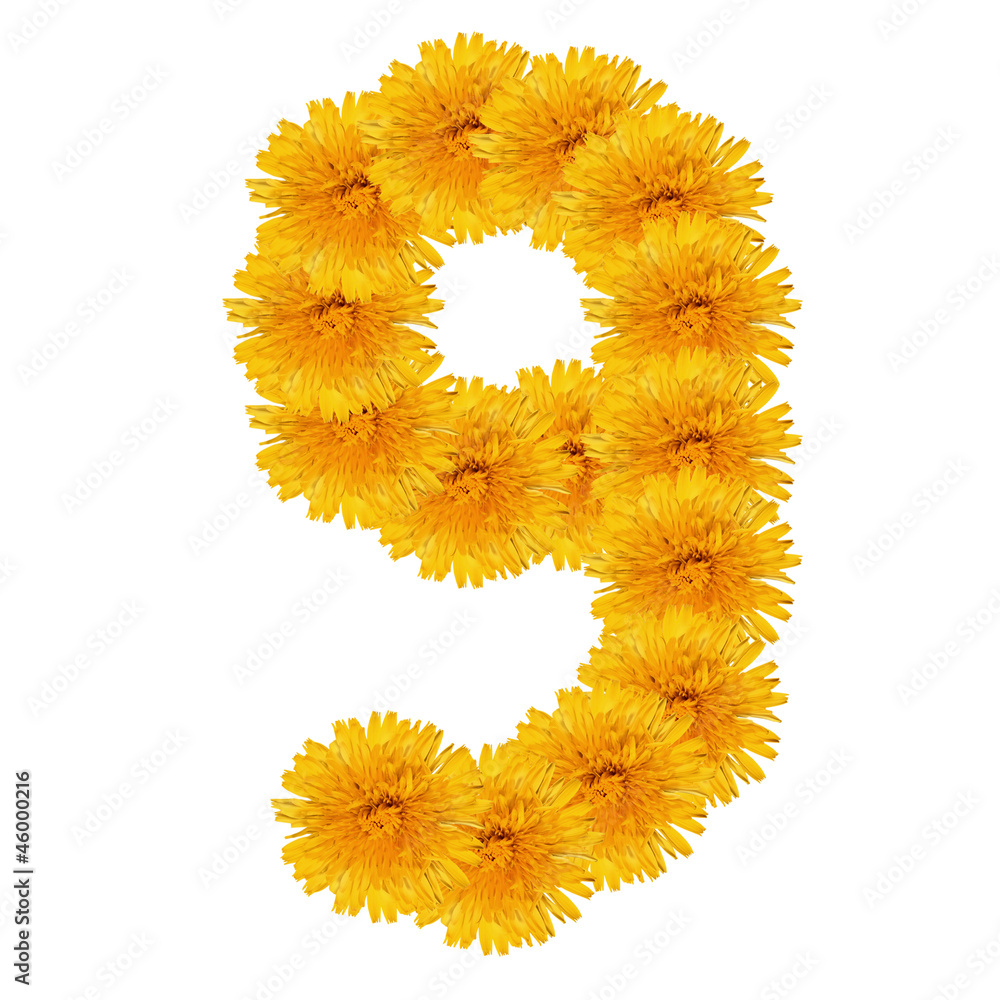 NINE from bright dandelion on the white NINE from bright dandelion on the white