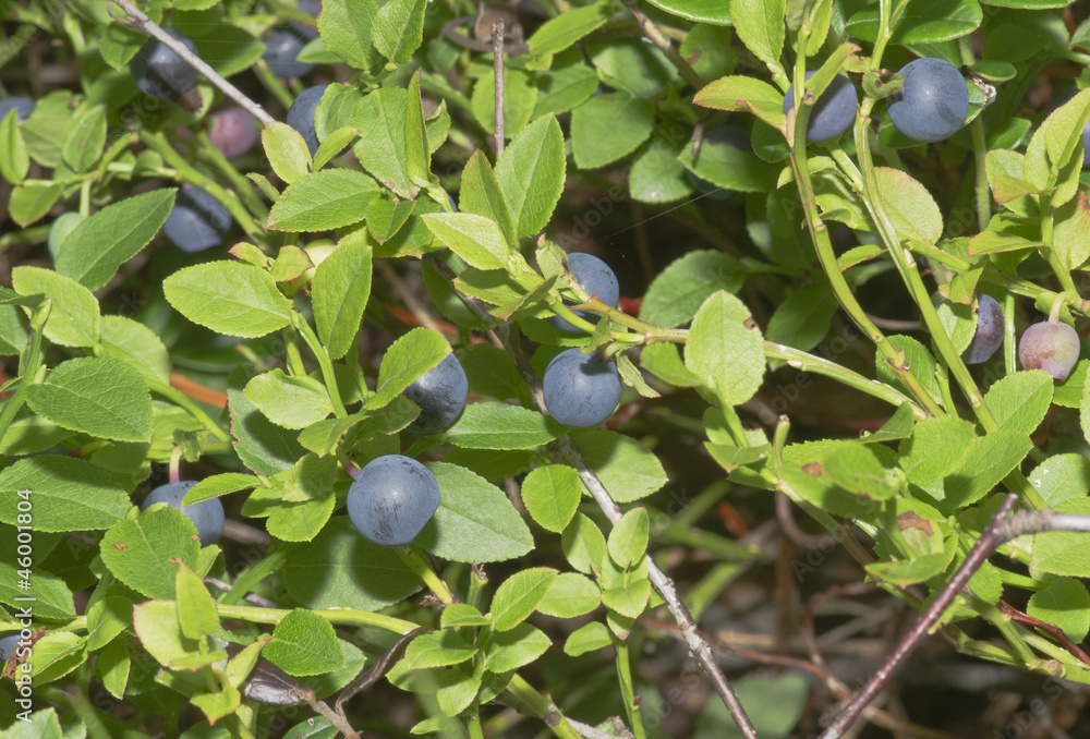 Bilberry Bilberry