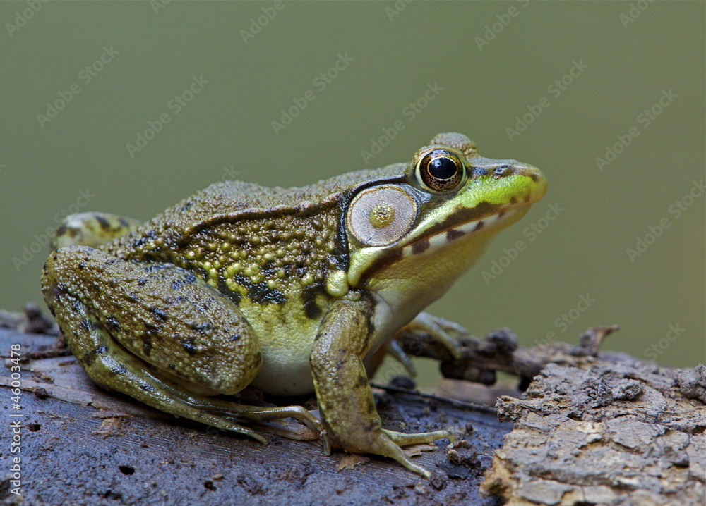 Green Frog, Lithobates clamitans, on log in an Adirondack pond Green Frog, Lithobates clamitans, on log in an Adirondack pond
